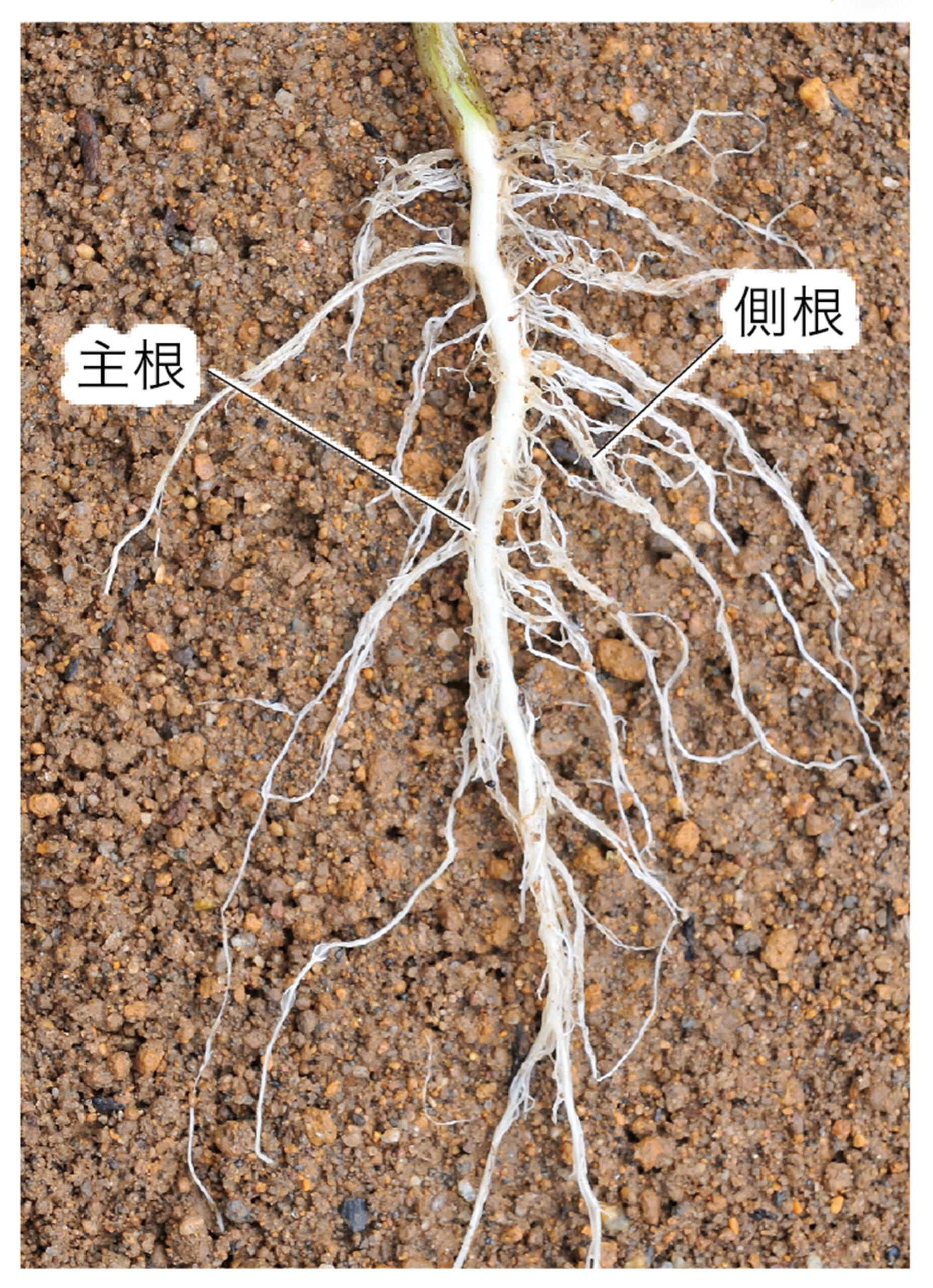 1p032 – 中学校理科教科書Web版、学校図書