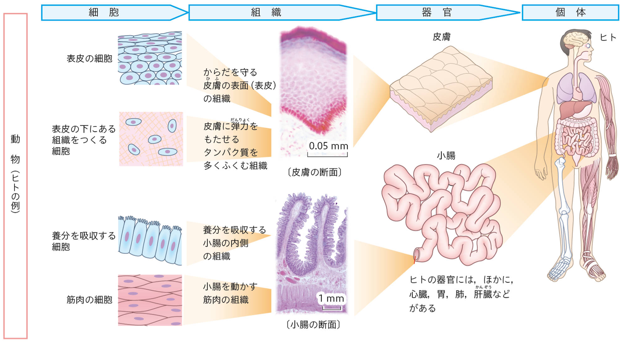 2p073 – 中学校理科教科書Web版、学校図書