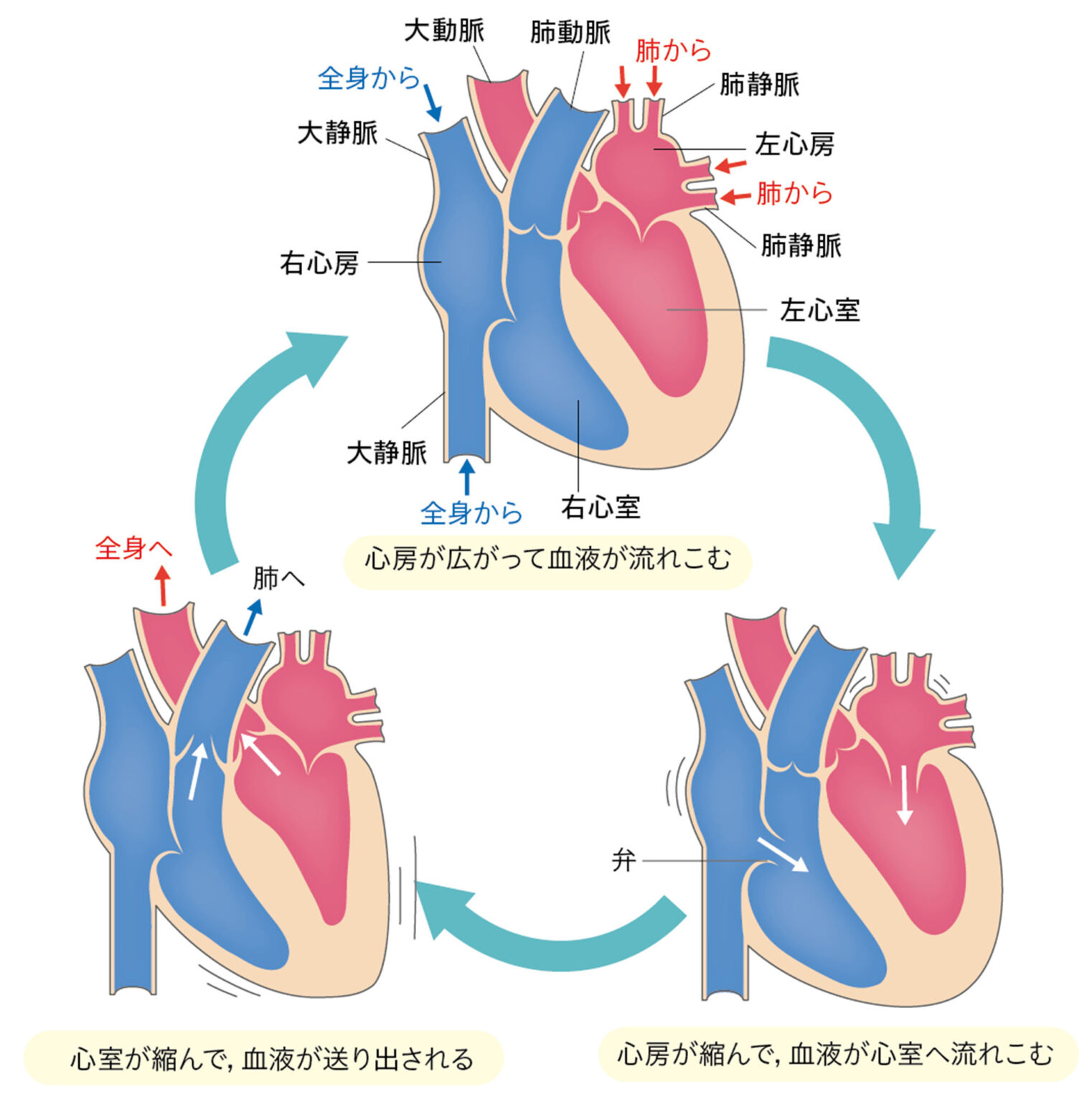 2-2-3-2(2p108-110 – 中学校理科教科書Web版、学校図書