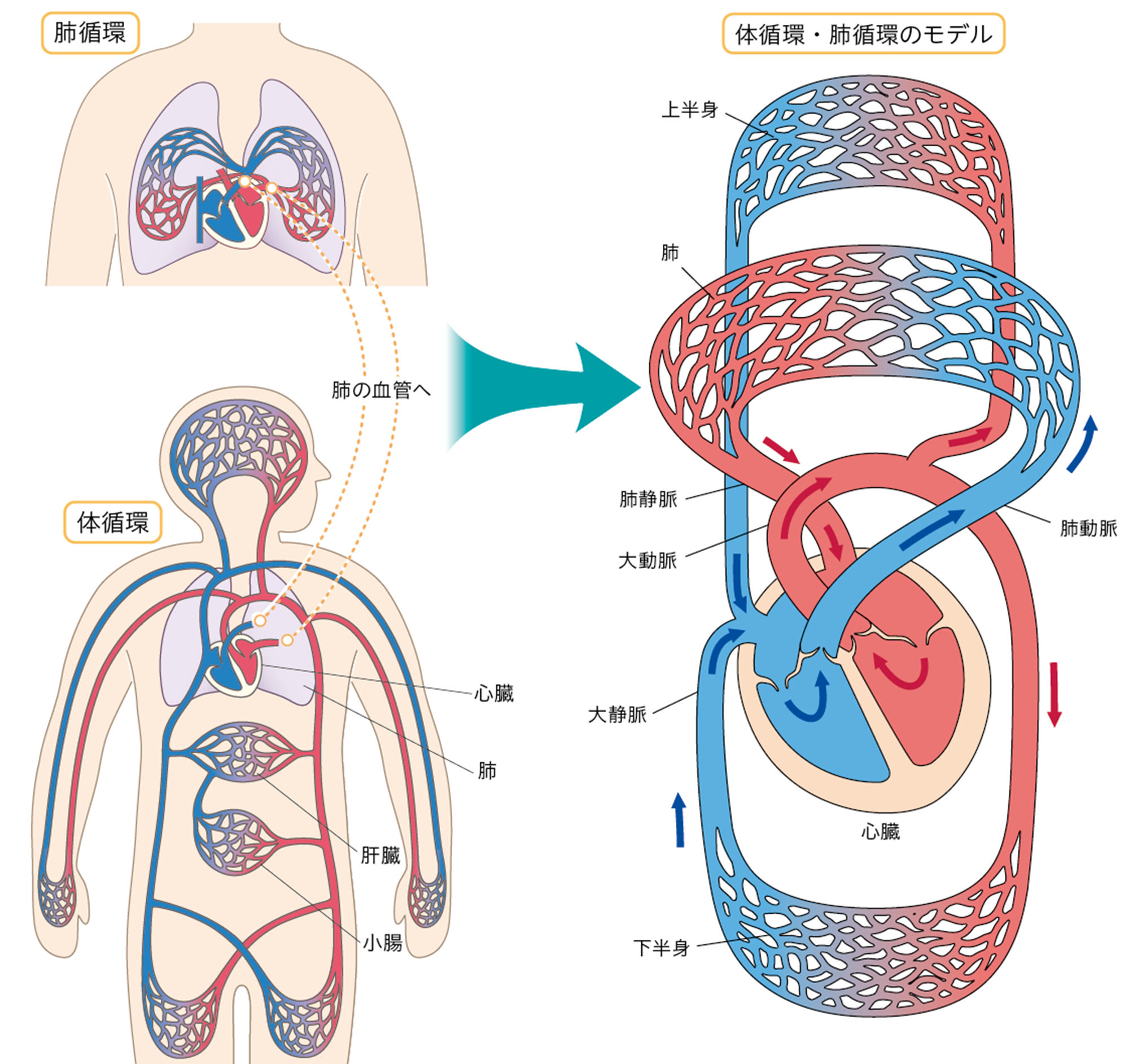 2p110 – 中学校理科教科書Web版、学校図書