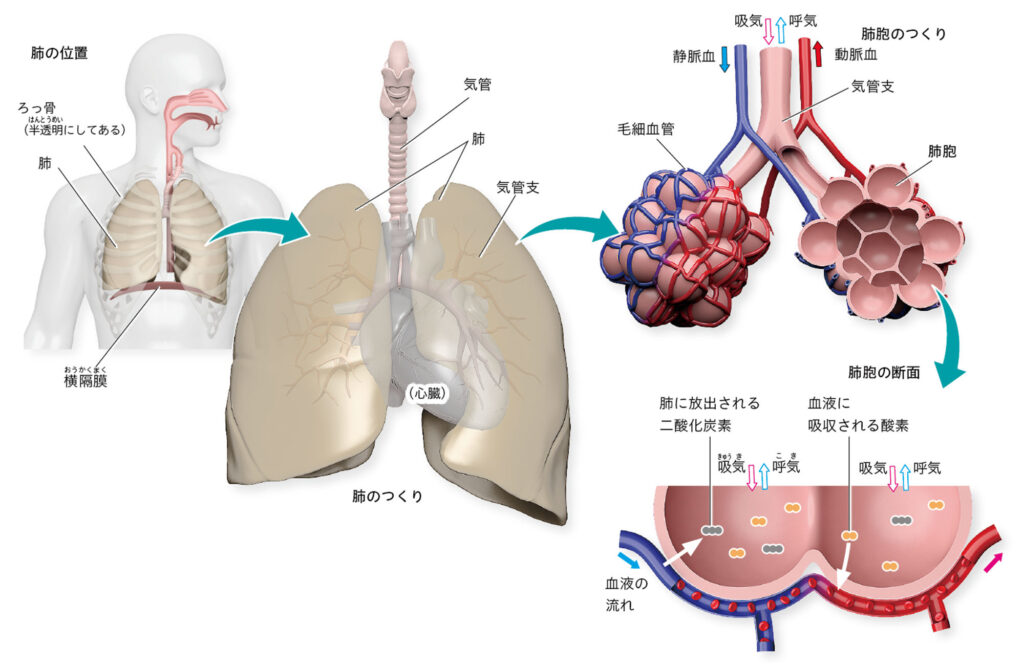 2-2-3-3(2p111-112 – 中学校理科教科書Web版、学校図書
